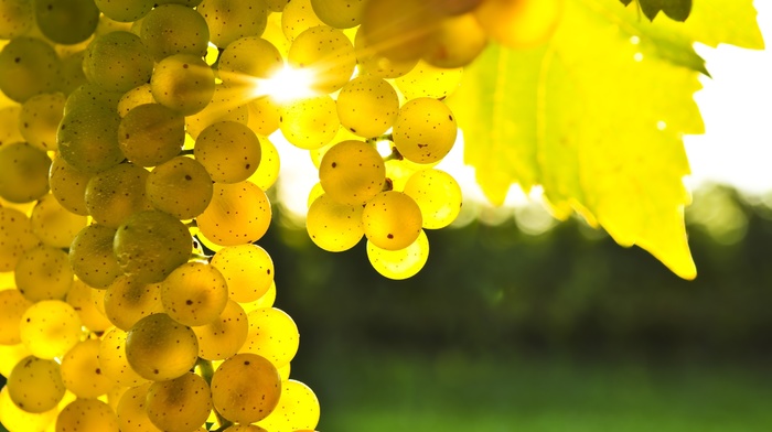 grapes, leaves, nature, yellow