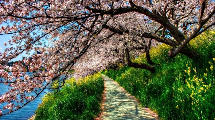 road, nature