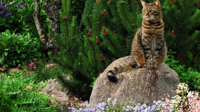 on, animals