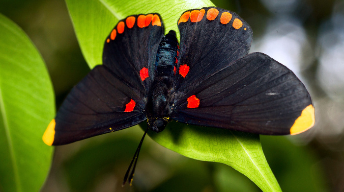 butterfly, foliage, animals