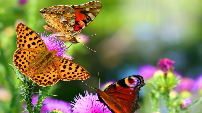 animals, flowers, macro