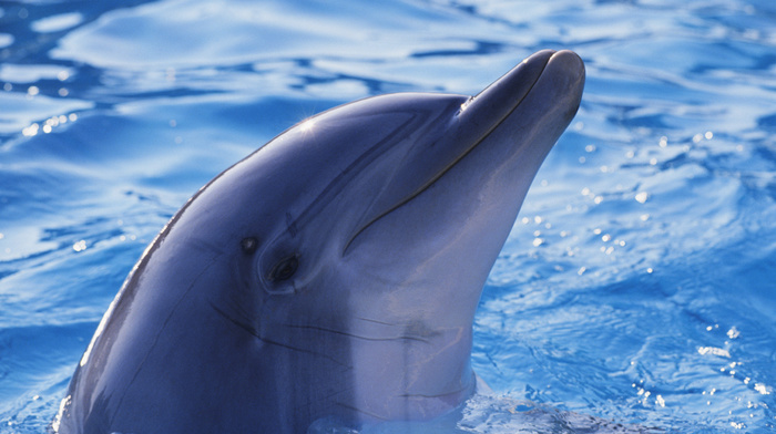 animals, water