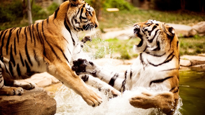 animals, nature, water