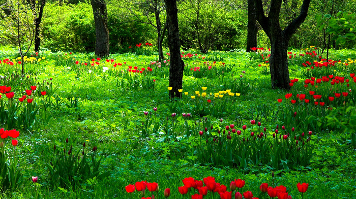 nature, forest, poppies