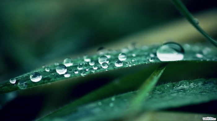 nature, dew