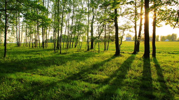summer, nature, landscape