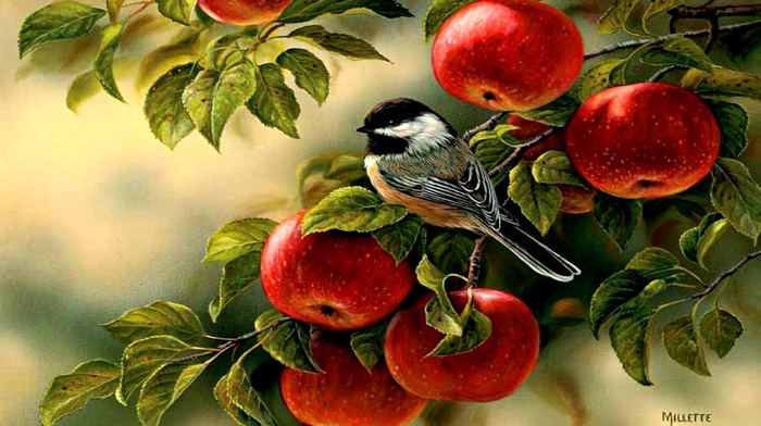 bird, nature