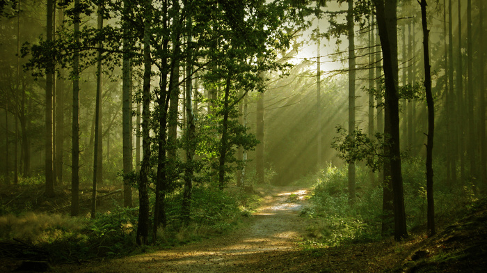 nature, forest, light