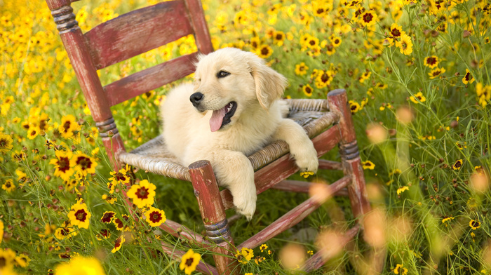 chair, glade, animals, field, flowers, puppy