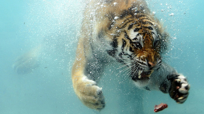 animals, tiger, water, situation