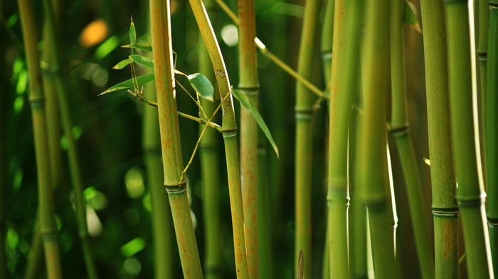 nature, green