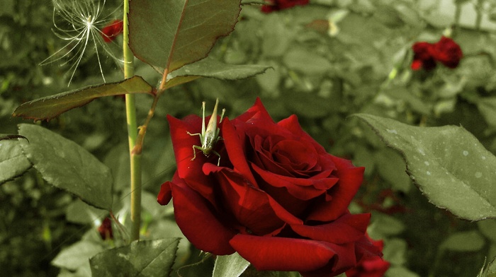 beauty, rose, flowers