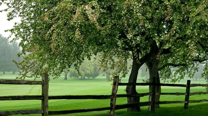 summer, field, tree, fence, nature