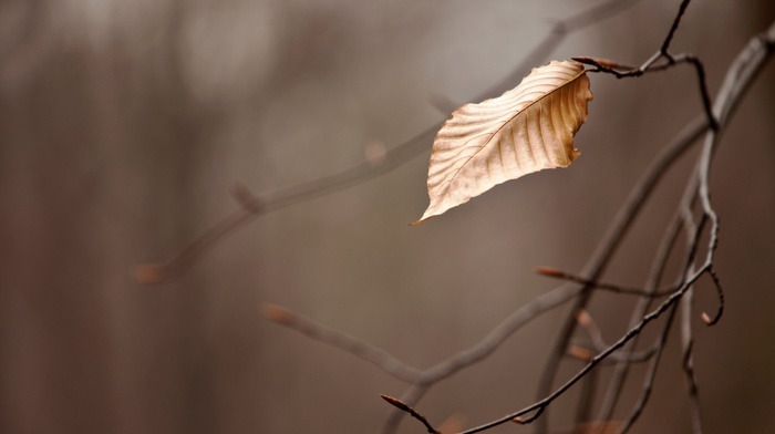 branch, autumn, macro, wallpaper, leaf