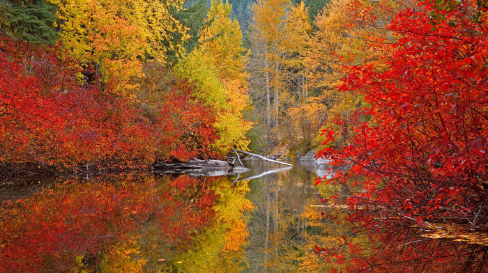 paints, forest, autumn