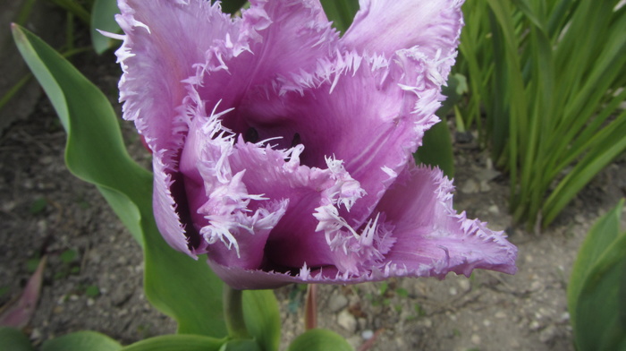 flower, flowers