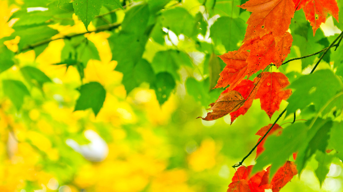 bokeh, paints, autumn, light, leaves, nature