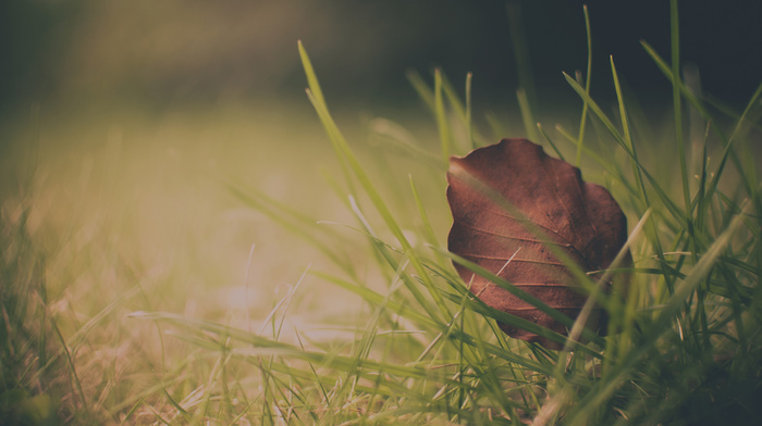 leaves, macro