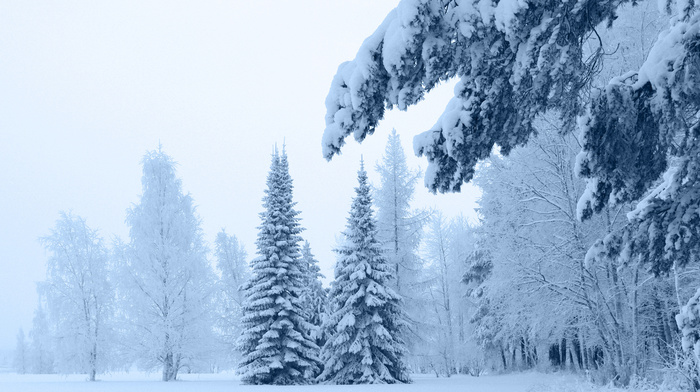 snow, winter, pine trees, twigs