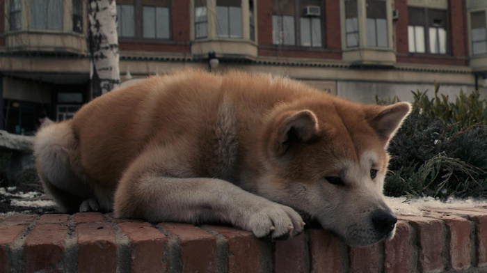 girl, dog, movies