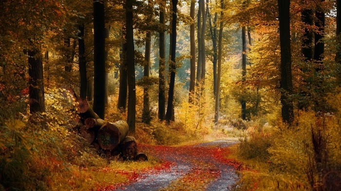autumn, forest, road