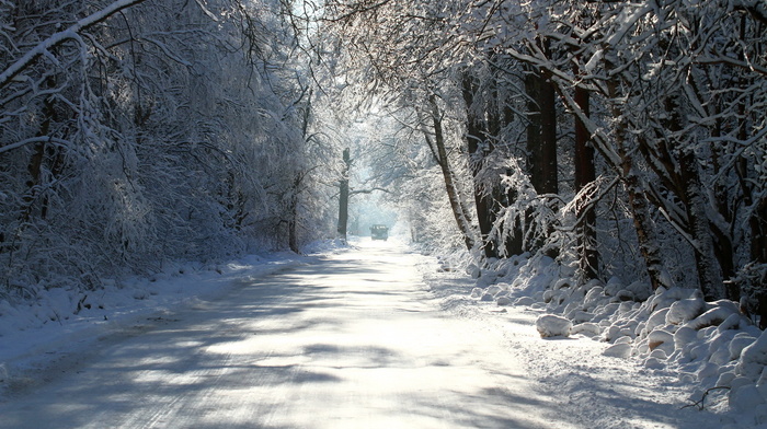 trees, road, winter