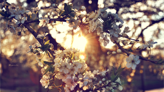 Sun, tree, flowers, cherry, twigs, sunset