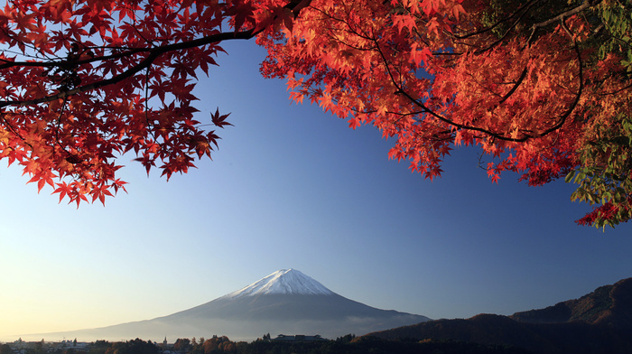 tree, twigs, volcano, autumn, Japan