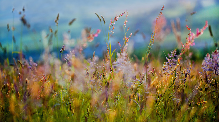 field, flowers, grass