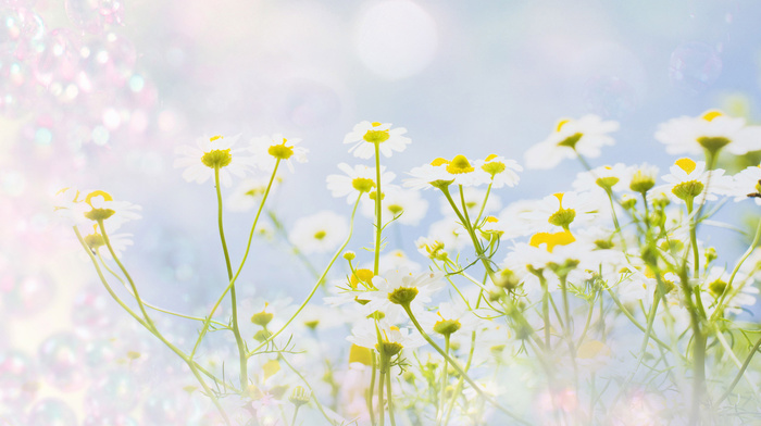 texture, chamomile, flowers