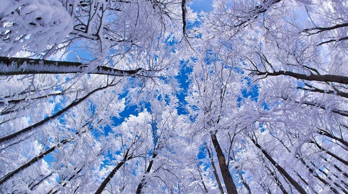 winter, sky, snow, trees