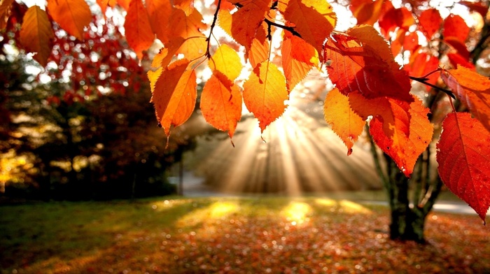 rays, autumn, leaves, trees
