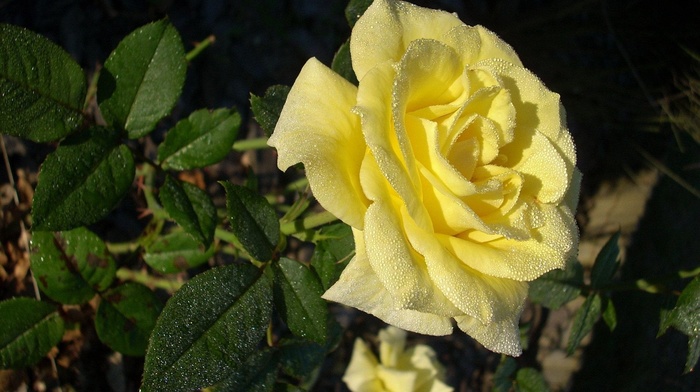 rose, flowers, dew