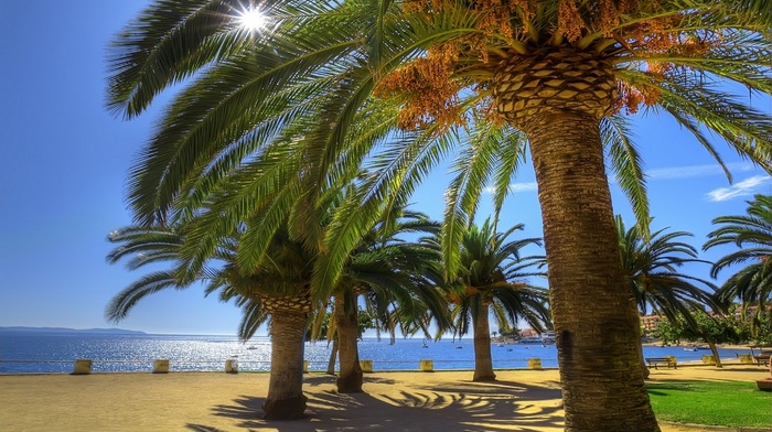 nature, palm trees, sea, Sun