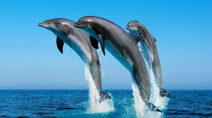 stunner, sea