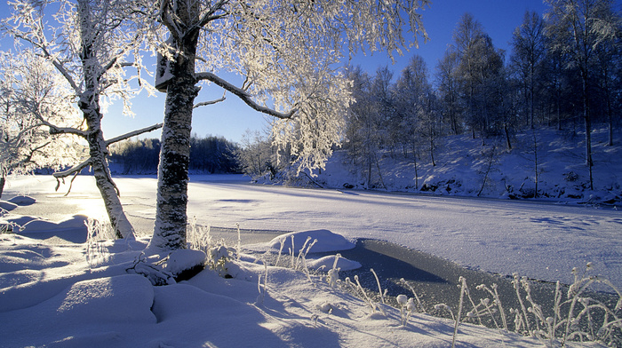 forest, winter, trees, river, snow, Sun