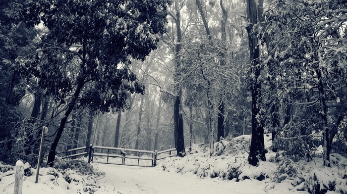 forest, winter, trees, snow