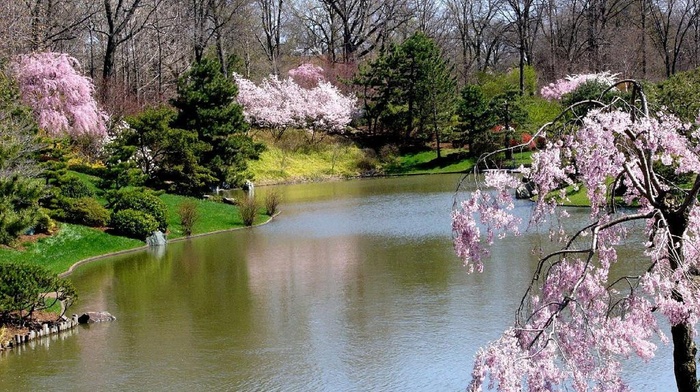 nature, grass, pond