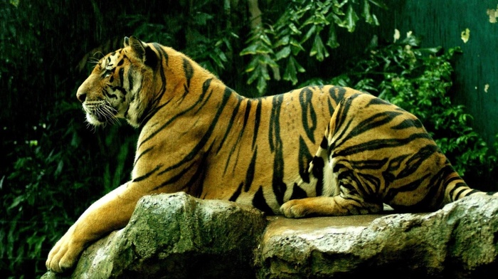 animals, animal, tiger