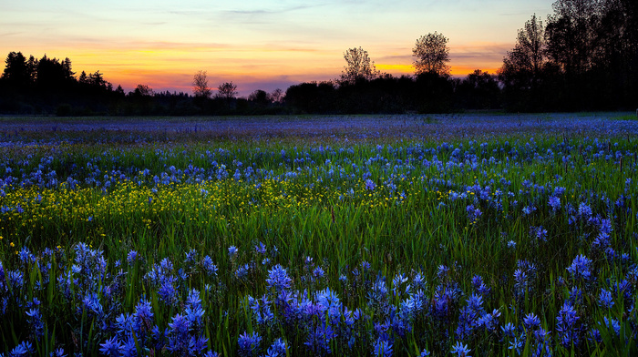 morning, flowers, field, dew, nature