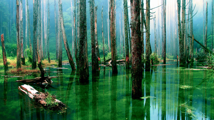 forest, water, nature, trees