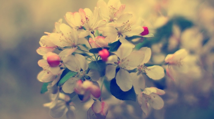 closeup, flowers, nature