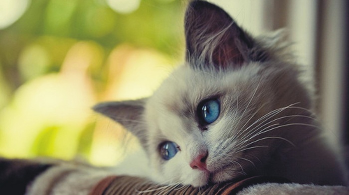 blue eyes, animals, cat, kitten