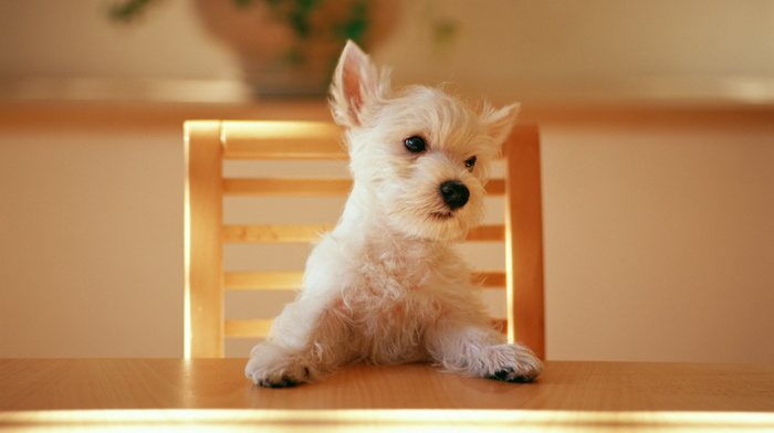 dog, animals, puppy, table, chair