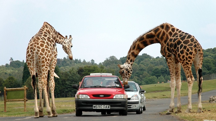 animals, road, car