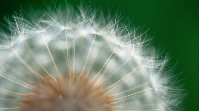 macro