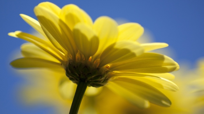 yellow, macro, flower