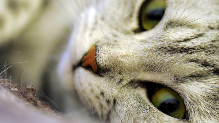 macro, cat