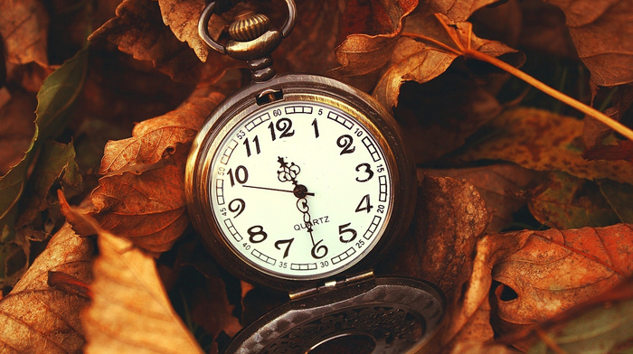 wallpaper, macro, clocks, leaves