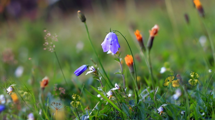 flowers, wallpaper, summer